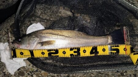 バチパターン狙い