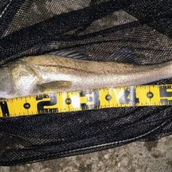 時合は20時前後