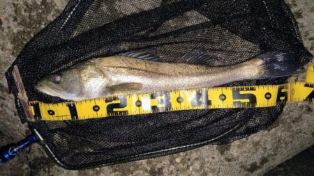 時合は20時前後