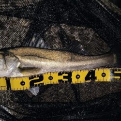 時合いは2回有り