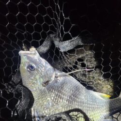 ナイトチニング