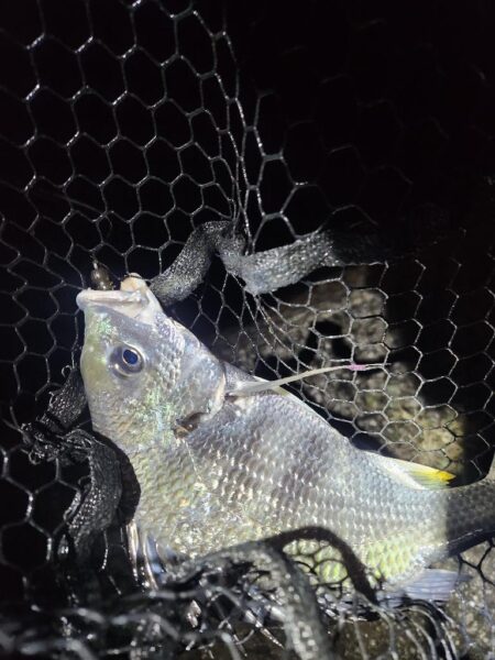 ナイトチニング