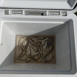 やっぱり稚鮎の唐揚げは最高ですね(^^)