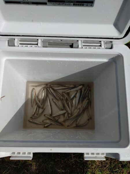 やっぱり稚鮎の唐揚げは最高ですね(^^)