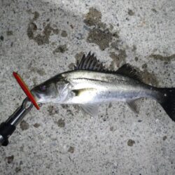 シーバス(バチ抜)