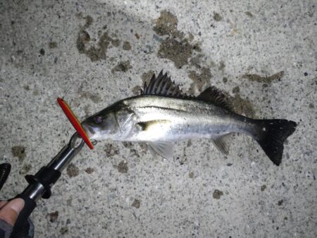 シーバス(バチ抜)