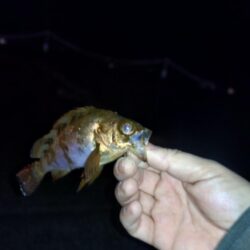 のんびり青イソメでウキ釣り