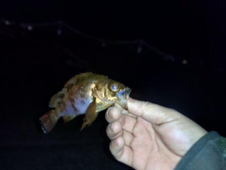 のんびり青イソメでウキ釣り