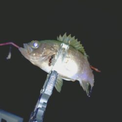 余った青イソメでまたまたウキ釣りメバル
