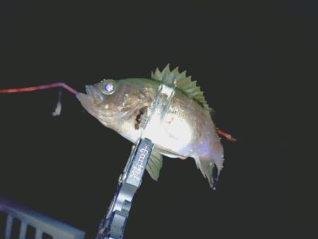 余った青イソメでまたまたウキ釣りメバル