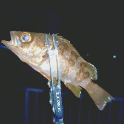 厳しいメバリング