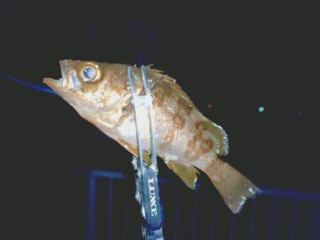 厳しいメバリング