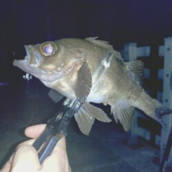 粘り勝ちプラッキング