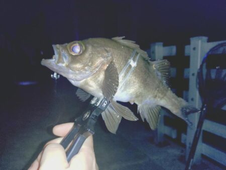 粘り勝ちプラッキング