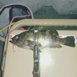 初プラグ試し釣り🎣