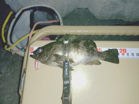 初プラグ試し釣り🎣