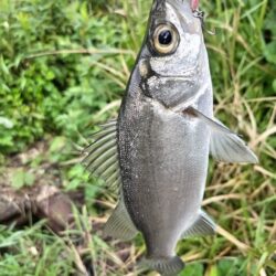 ソゲとヒラセイゴが釣れました!