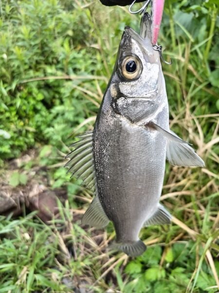 ソゲとヒラセイゴが釣れました!