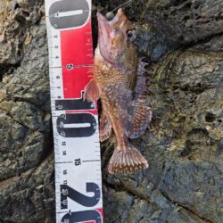 この時期にこやつが