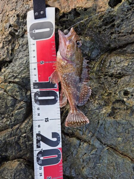 この時期にこやつが