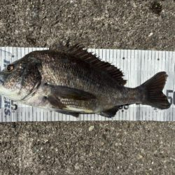 イチノ兄弟、釣果！