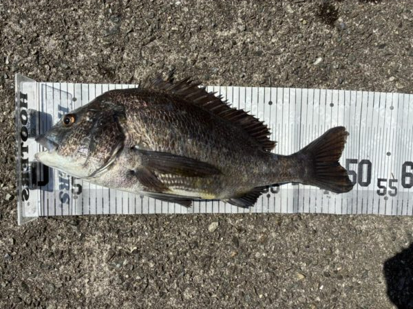 イチノ兄弟、釣果！