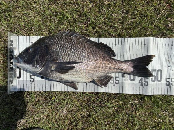 イチノ兄弟、釣果！