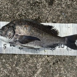 イチノ兄弟、釣果!