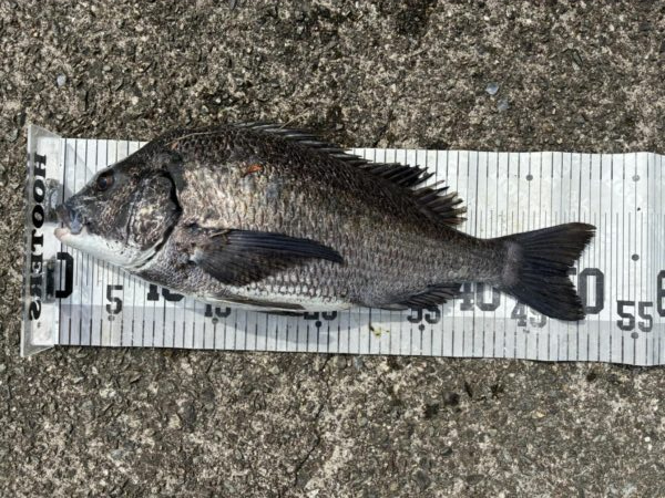 イチノ兄弟、釣果!