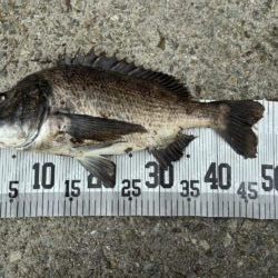 イチノ兄弟、釣果！