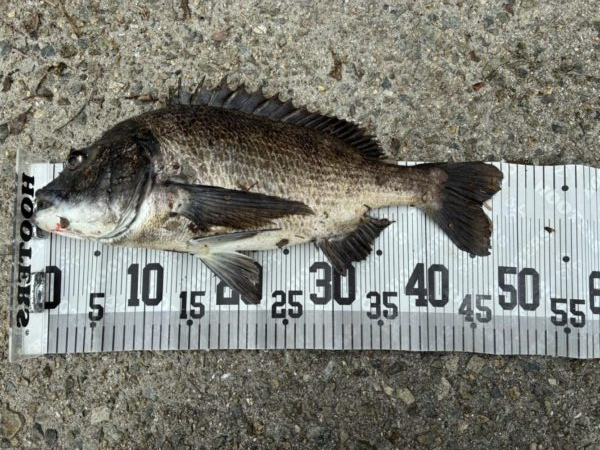 イチノ兄弟、釣果！