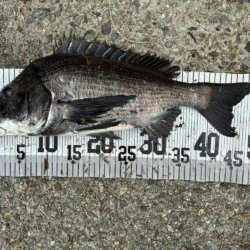 イチノ兄弟、釣果！