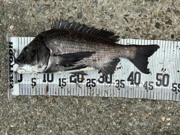 イチノ兄弟、釣果！