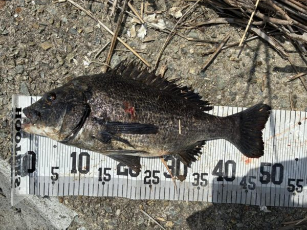 イチノ兄弟、釣果！