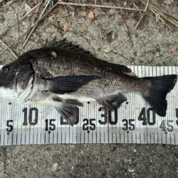 イチノ兄弟、釣果！