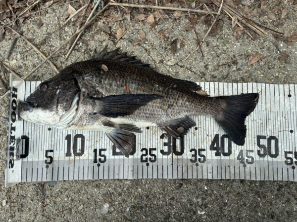 イチノ兄弟、釣果！