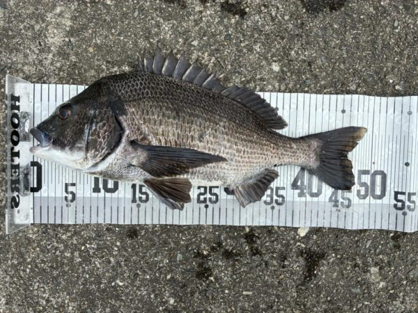 イチノ兄弟、釣果！