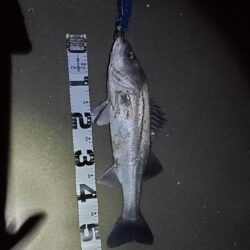 ノッコミスタート　シーバスも