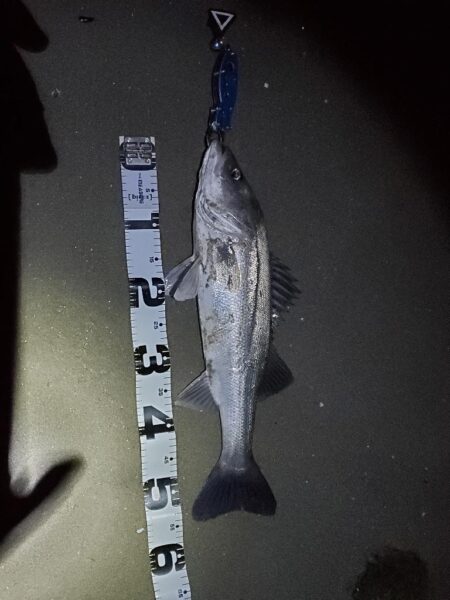 ノッコミスタート　シーバスも