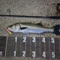 バチ抜けハイシーズン