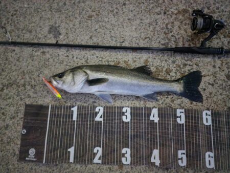 バチ抜けハイシーズン