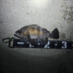 メバルの活性が高いシーズン到来