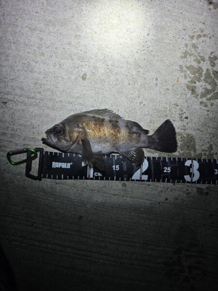 メバルの活性が高いシーズン到来