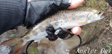 引原本流で良型連発！