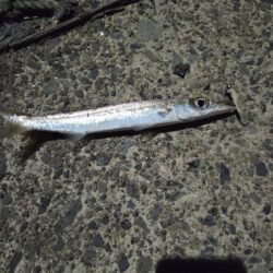 久しぶりの好釣果