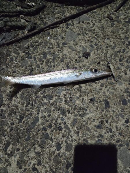 久しぶりの好釣果