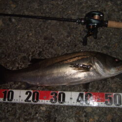 ニューロッドで