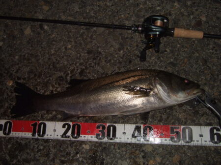 ニューロッドで