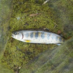 美山アマゴ釣行