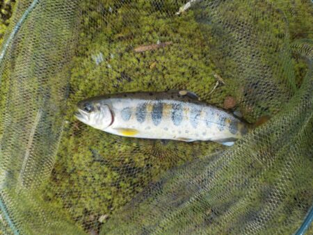 美山アマゴ釣行